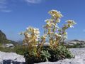 Saxifraga callosa